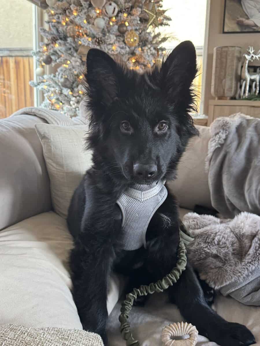 German Shepherd Puppy Rehoming image 4