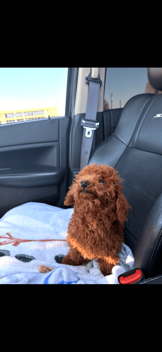 Full bread toy poodle 16weeks old image 2
