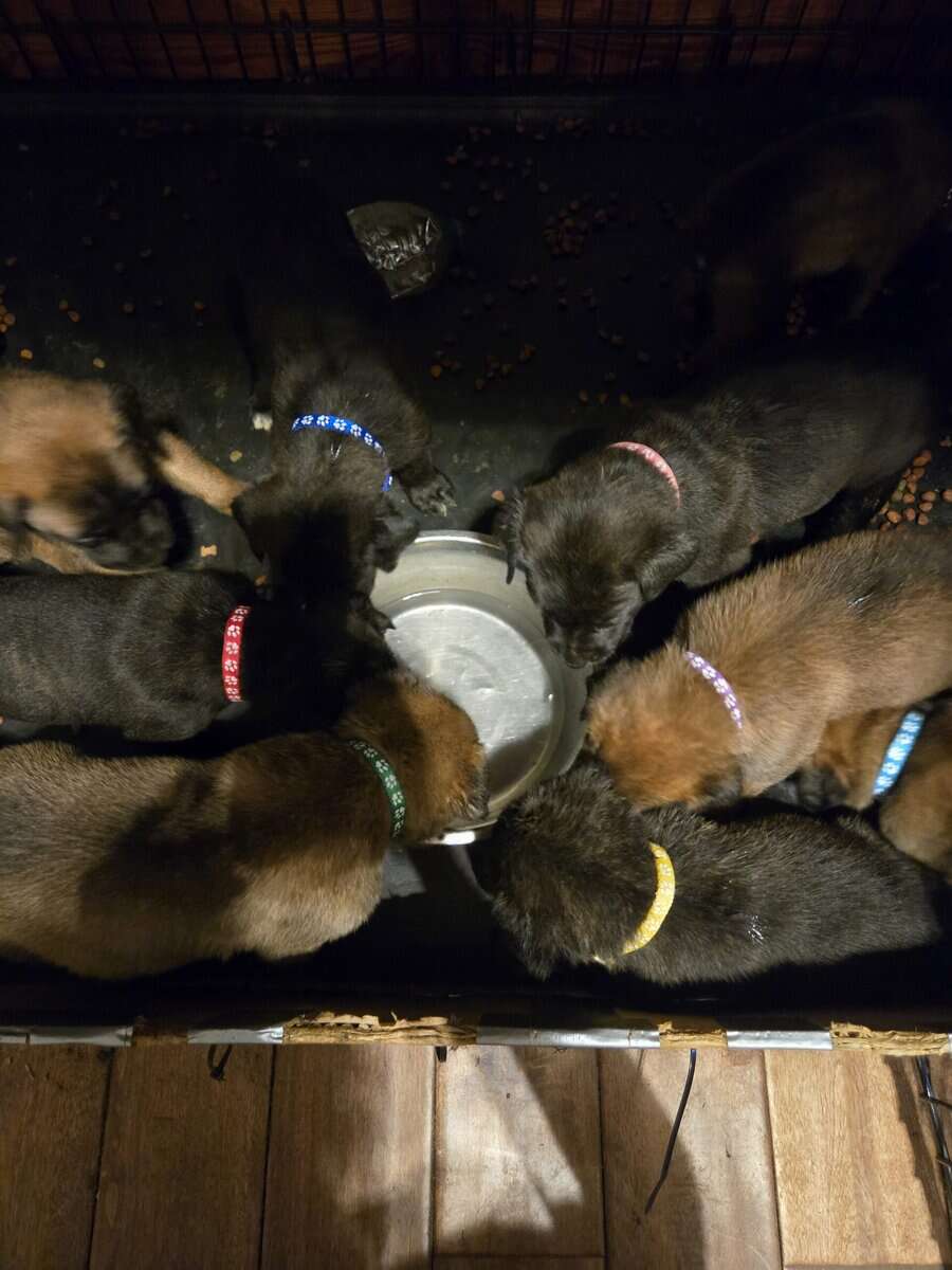 Belgian Malinois/Cane Corso Puppies image 1