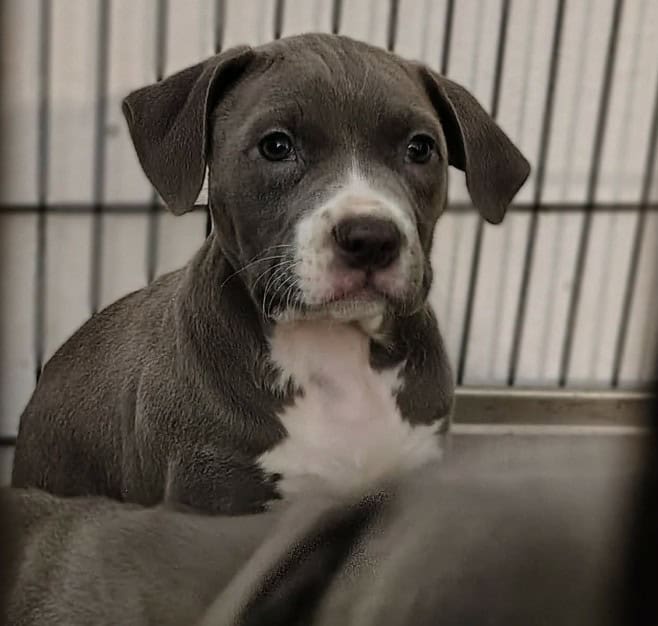 🐾 Gorgeous Blue Nose Puppies! image 10