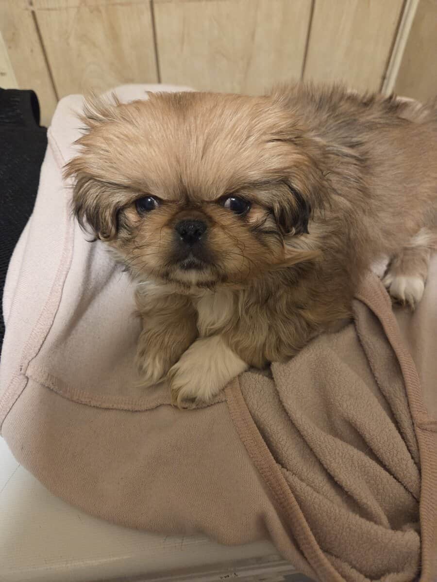 Pekingese puppies image 2