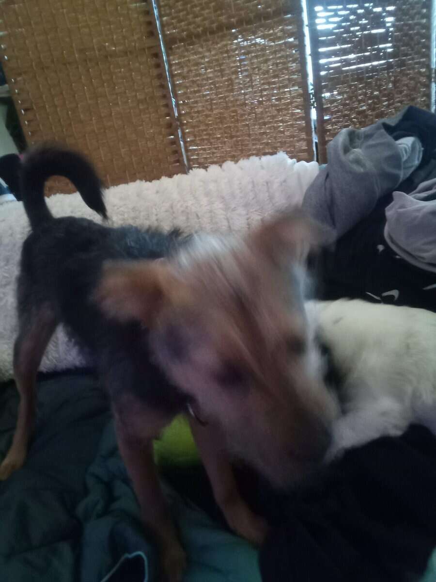 Westy terrier 6 months old image 2