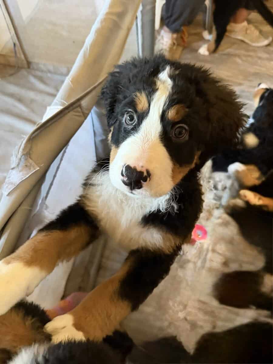 Saint Bernese Mountain Dog puppies image 5