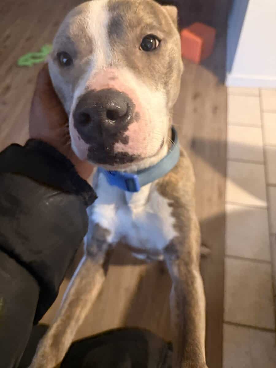 Free dog image 2