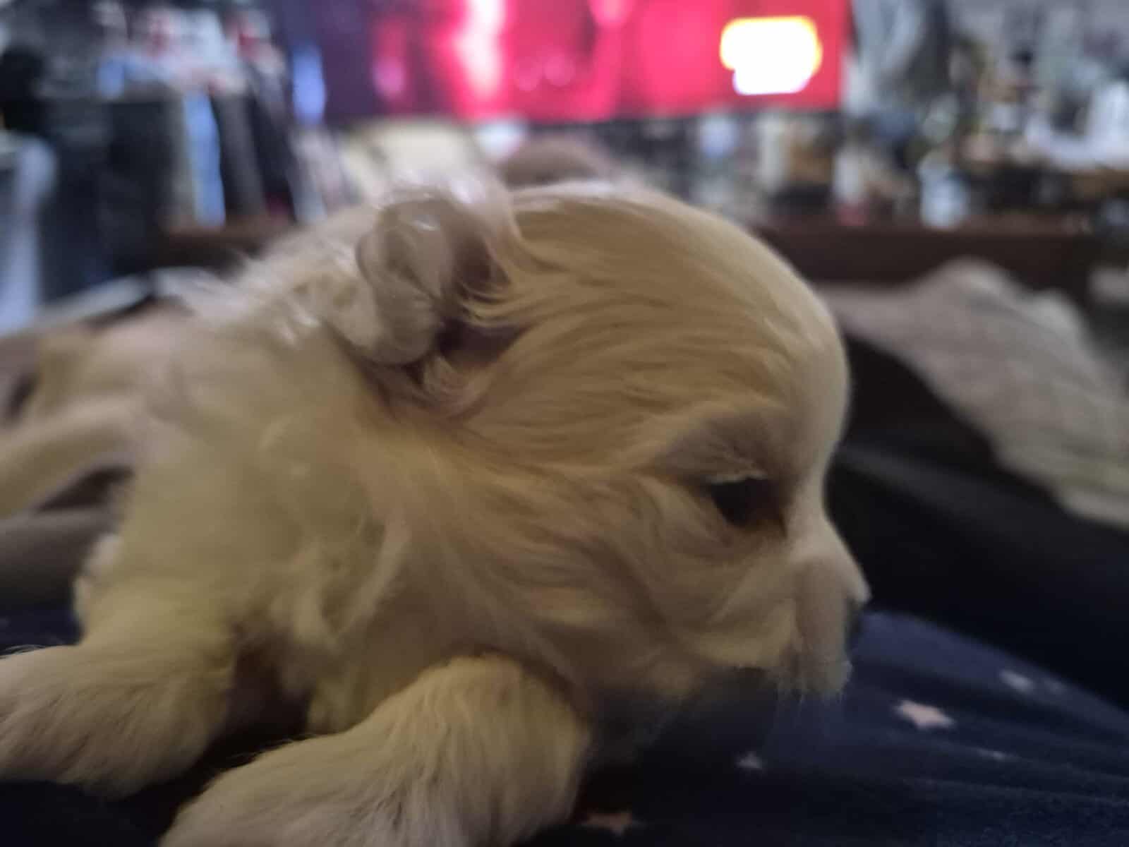 Pom bichon mix image 2