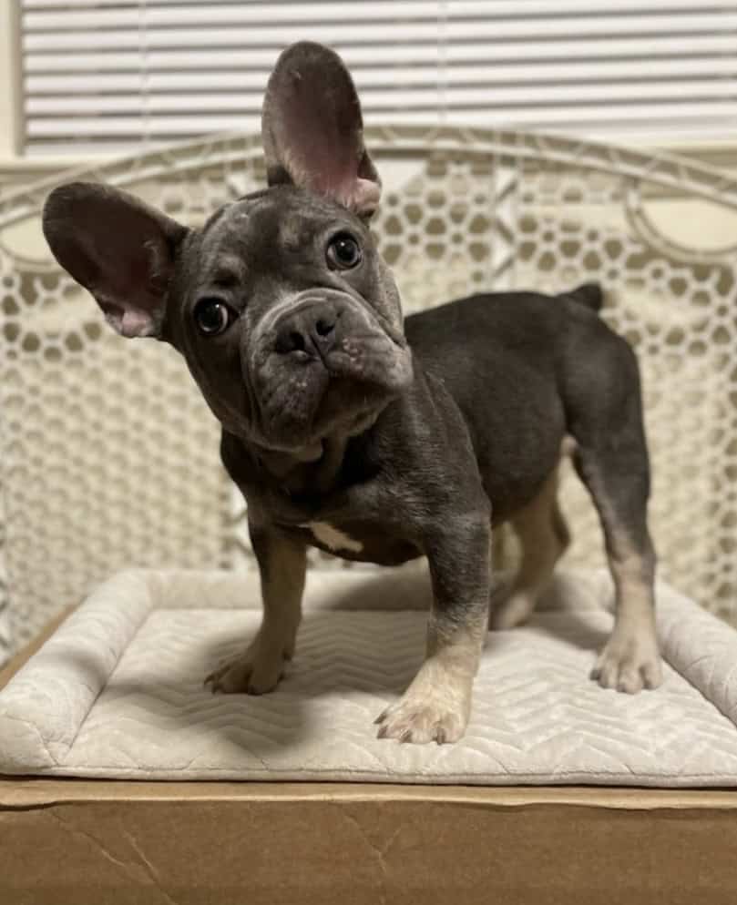 French Bulldog - Oliver image 1