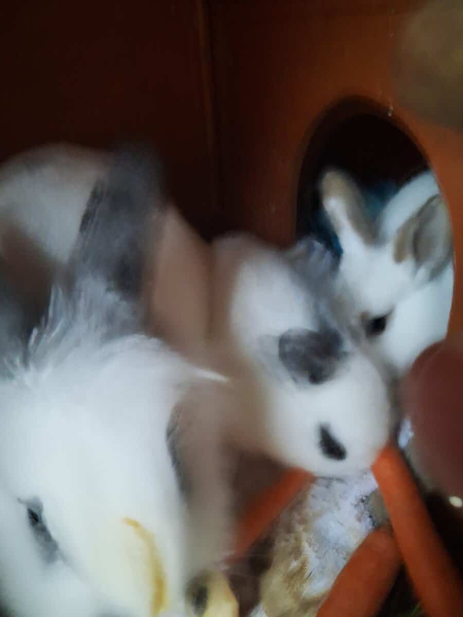 2 lion head mix 5 weeks old bunnies image 3