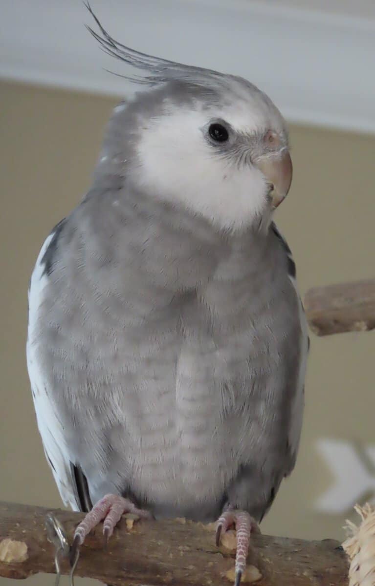 Cockatiel image 1