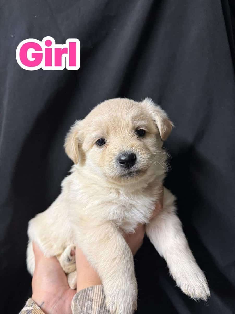 Maltese mix with border collie puppies image 3