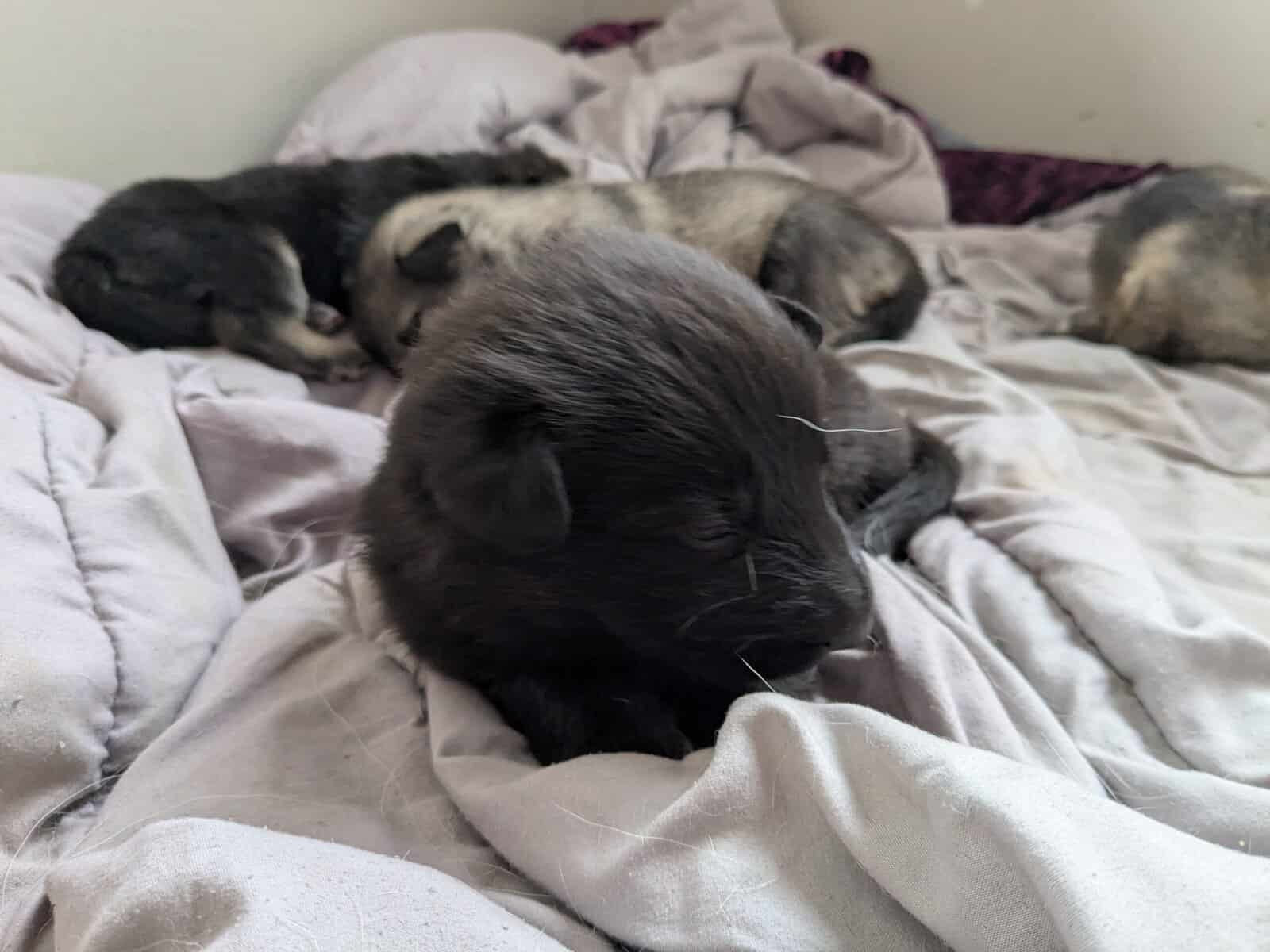 AKC German Shepherd puppies image 8