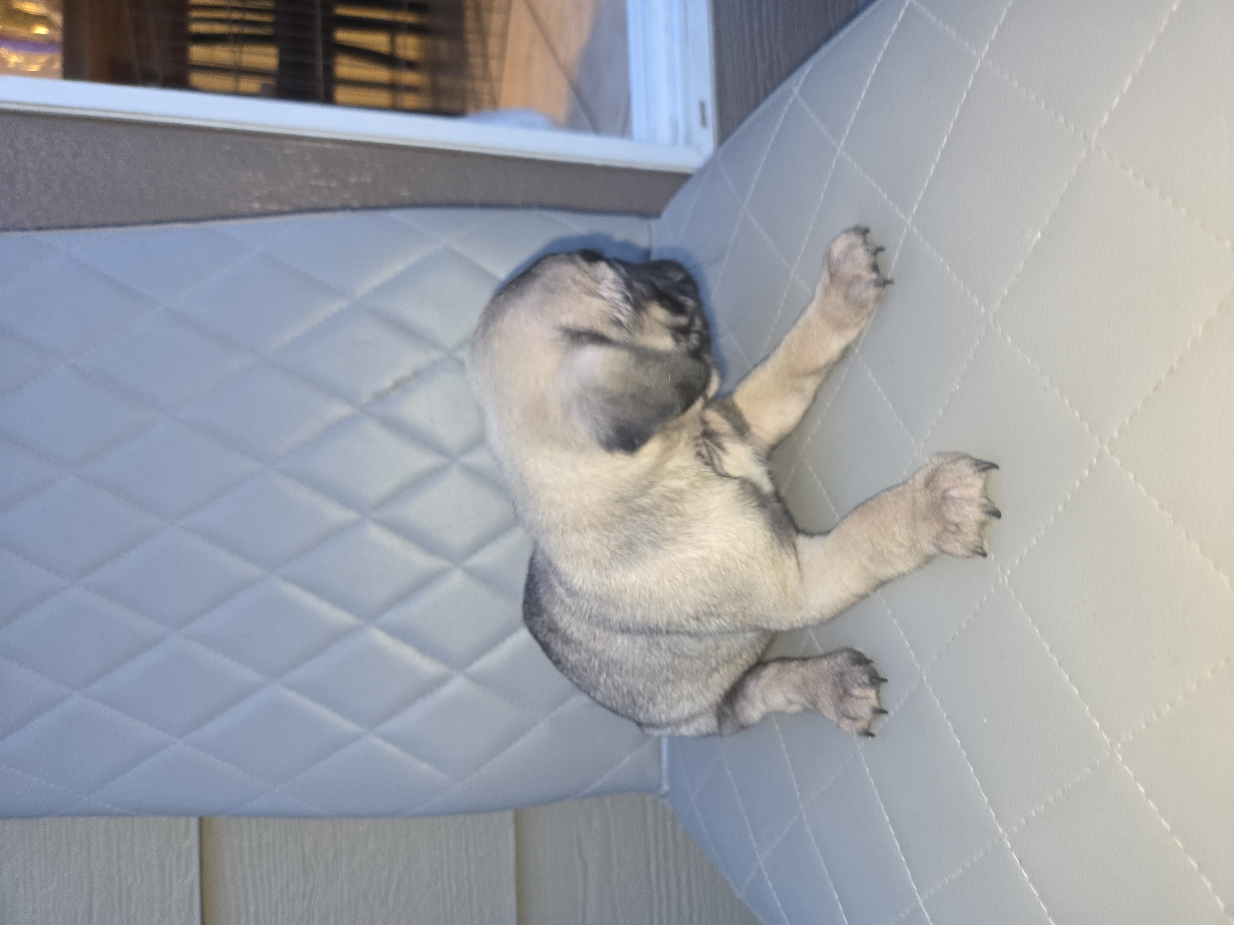 Pug puppies 8 week old female image 5