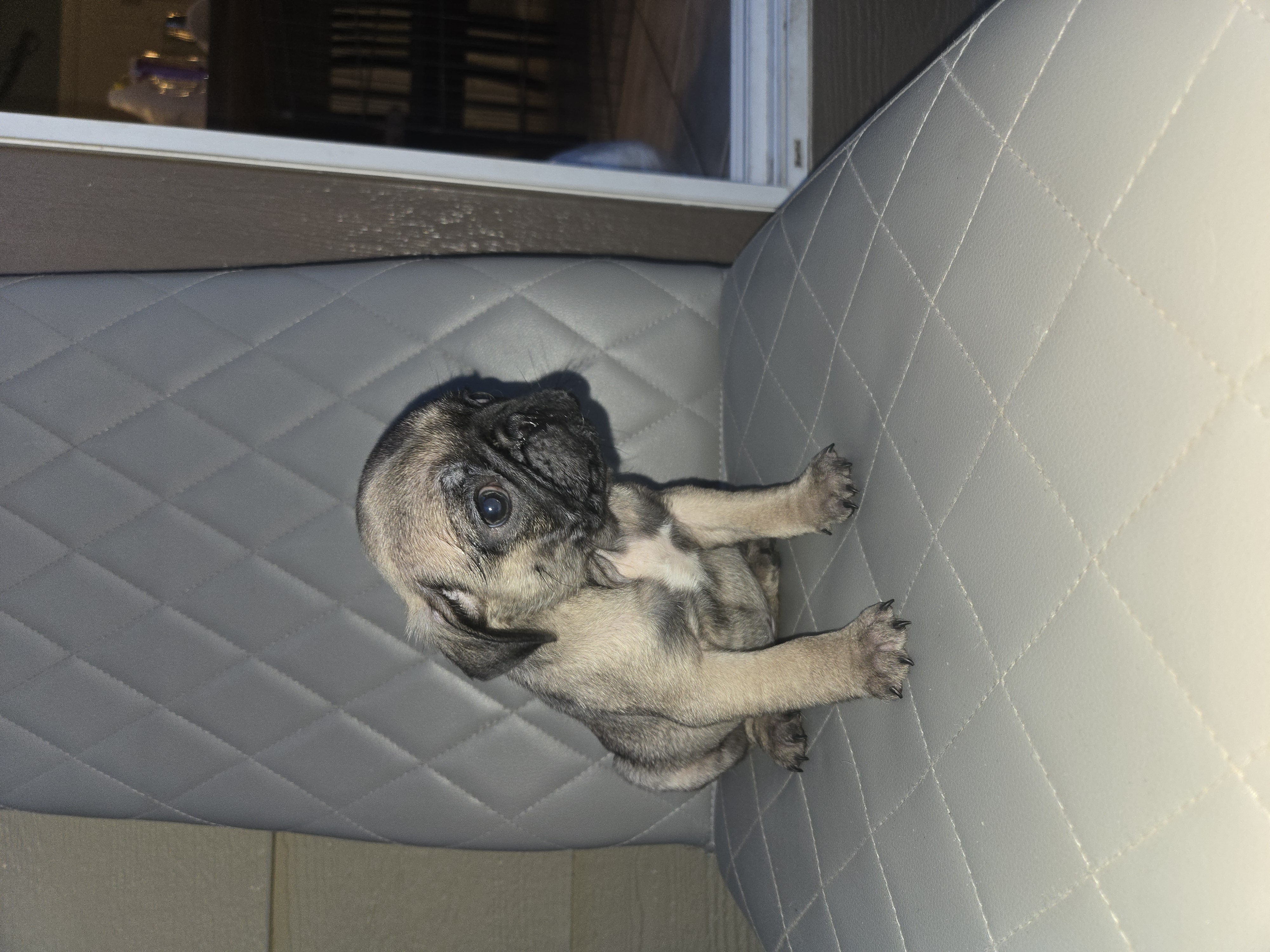 Pug puppies 8 week old female image 4