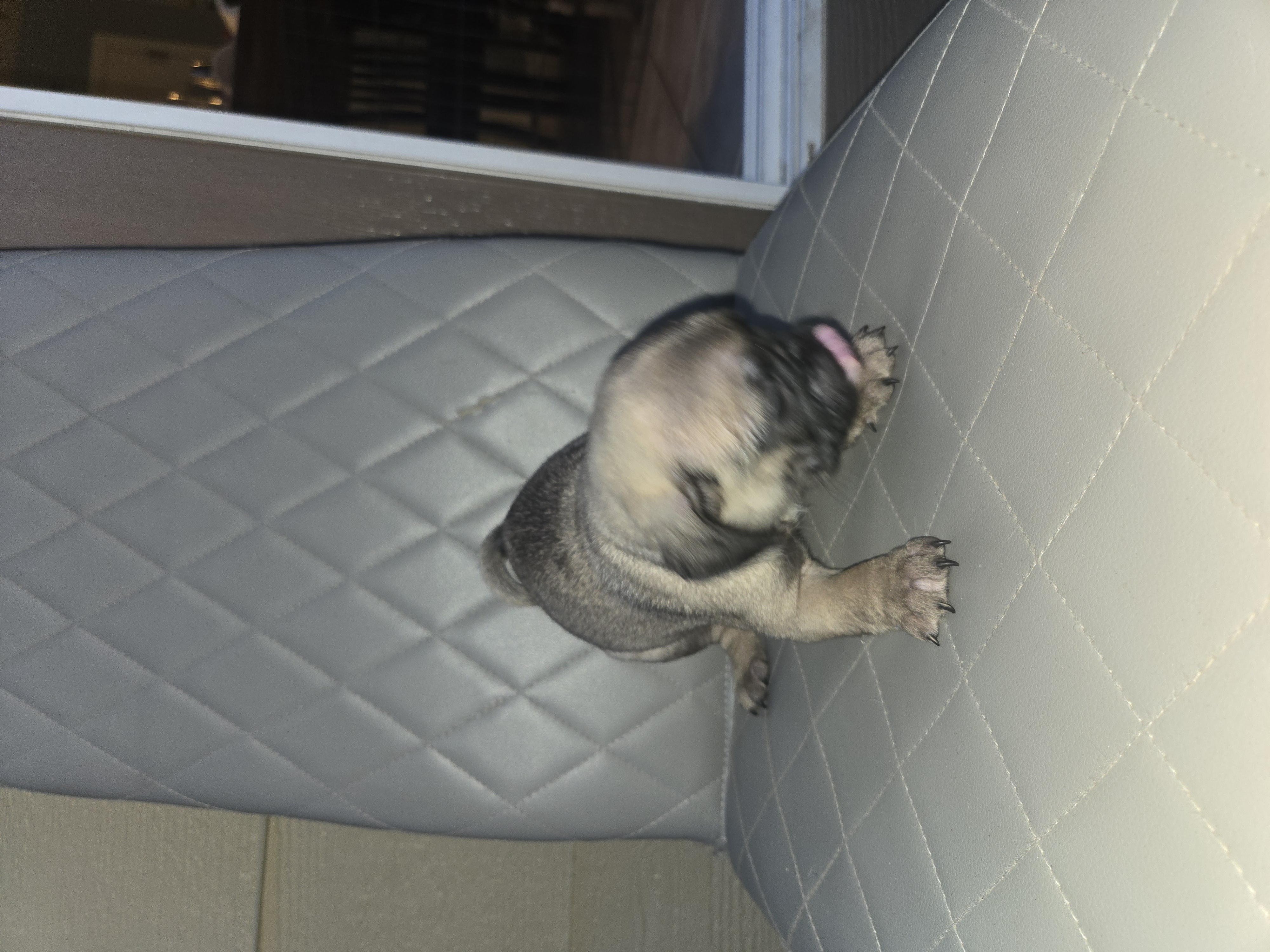 Pug puppies 8 week old female image 3
