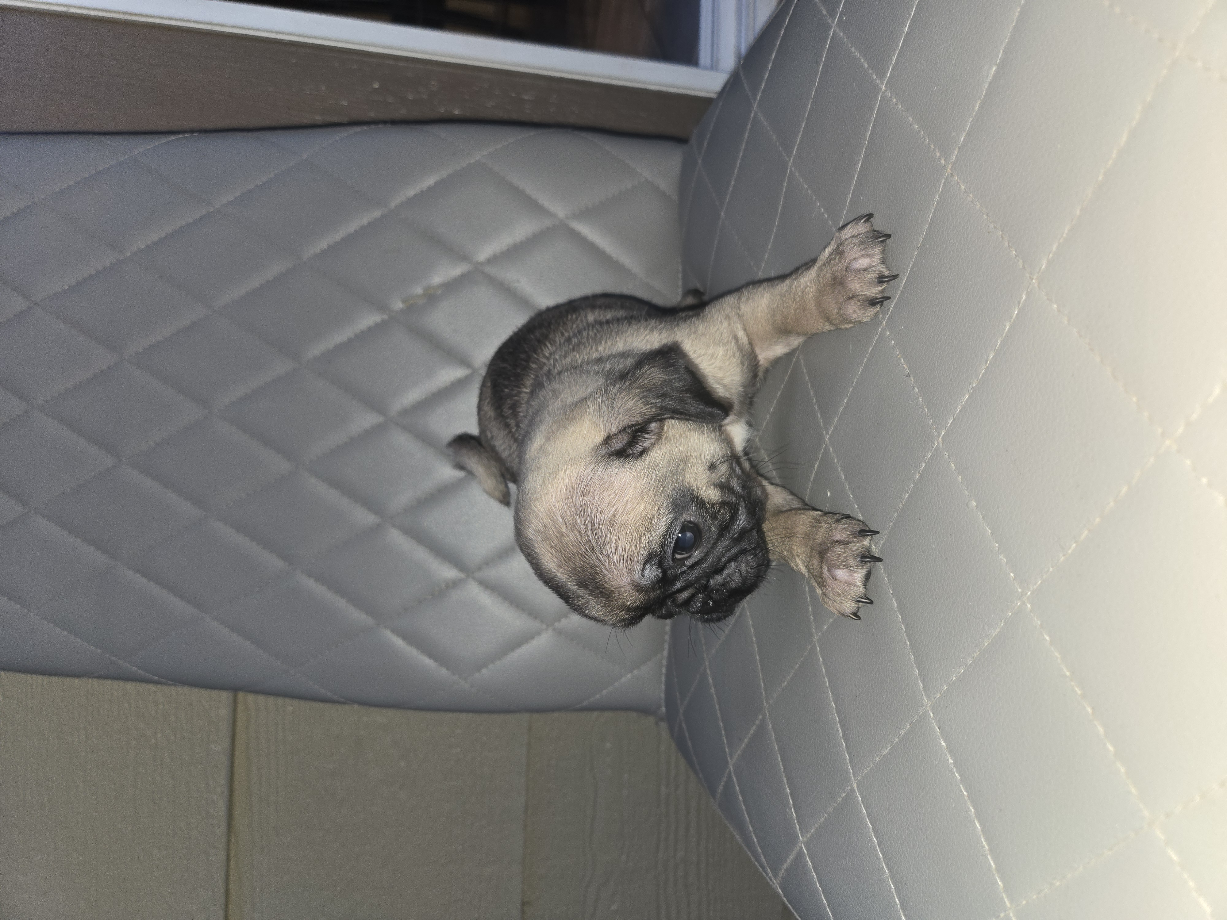Pug puppies 8 week old female image 2