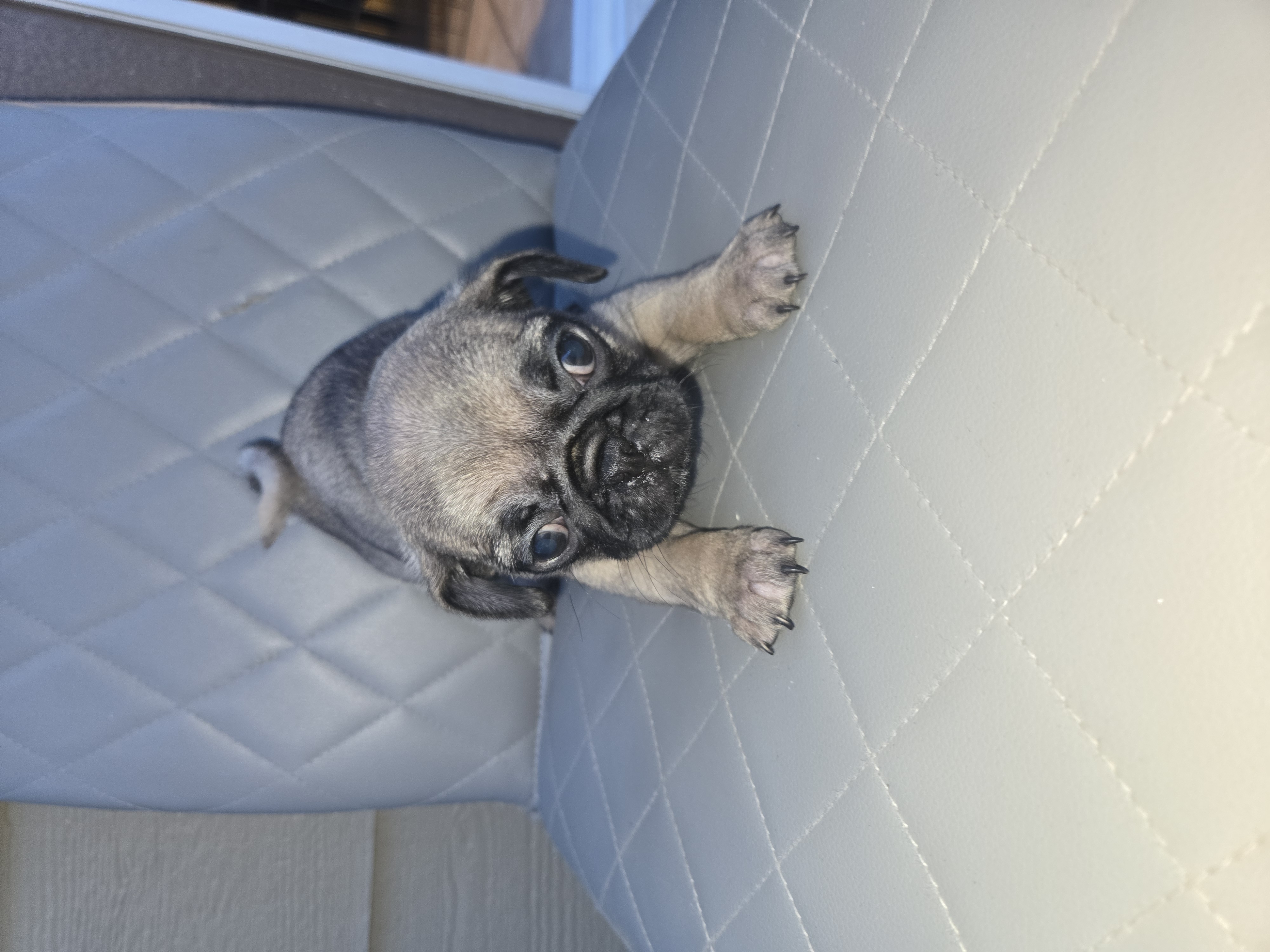 Pug puppies 8 week old female image 1