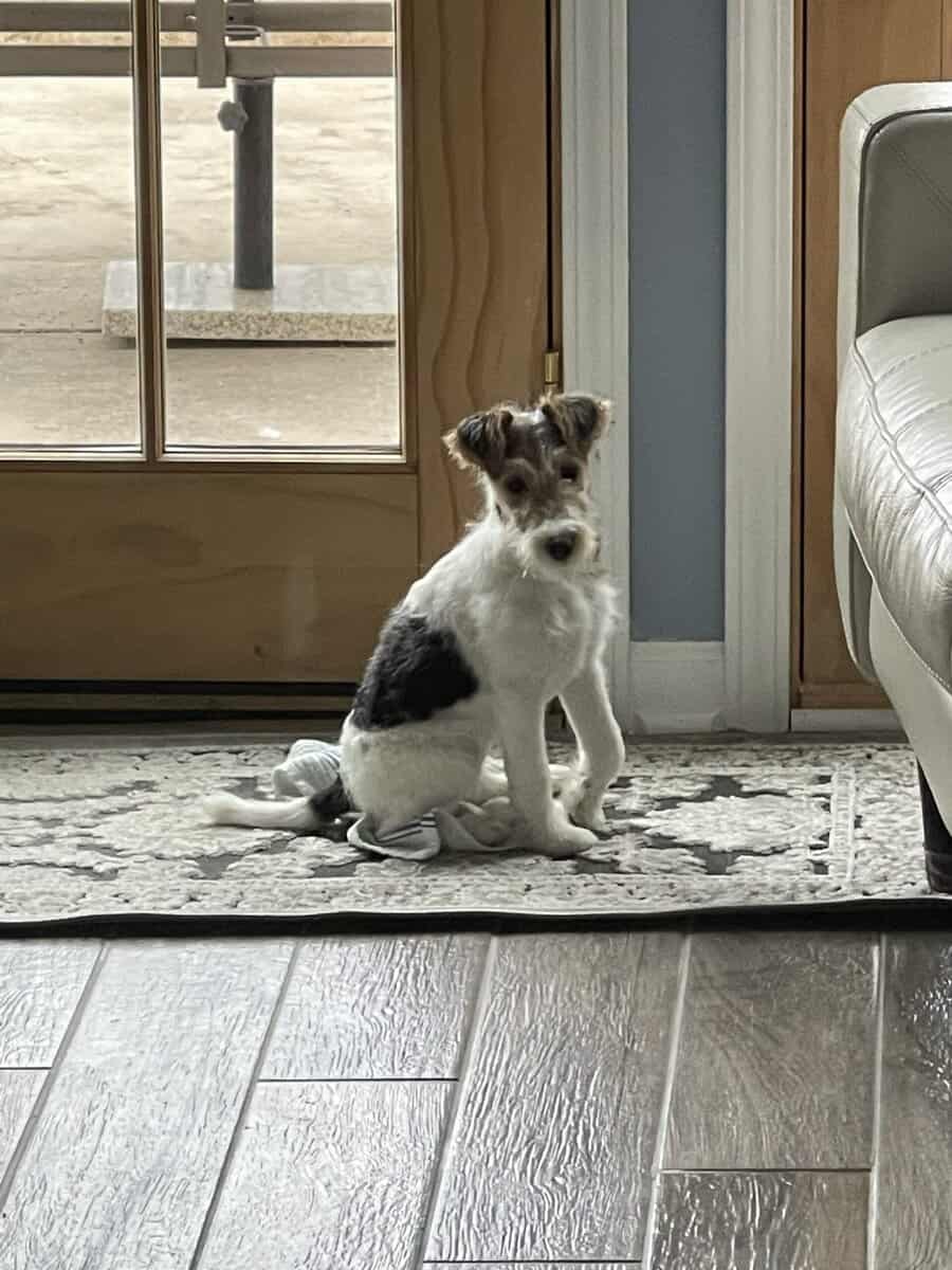 AKC Wire Fox Terrier image 4