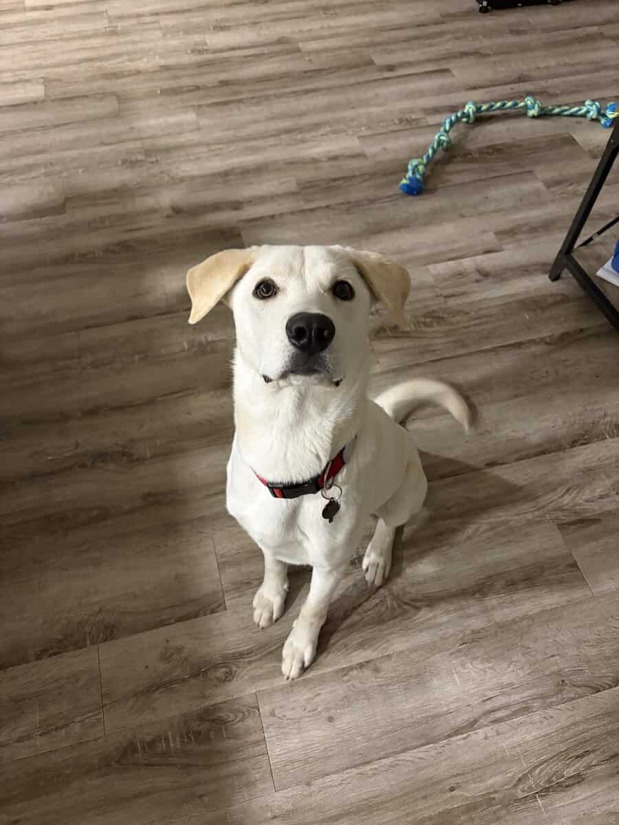 Needing a loving home for our Labrador Retriever image 2