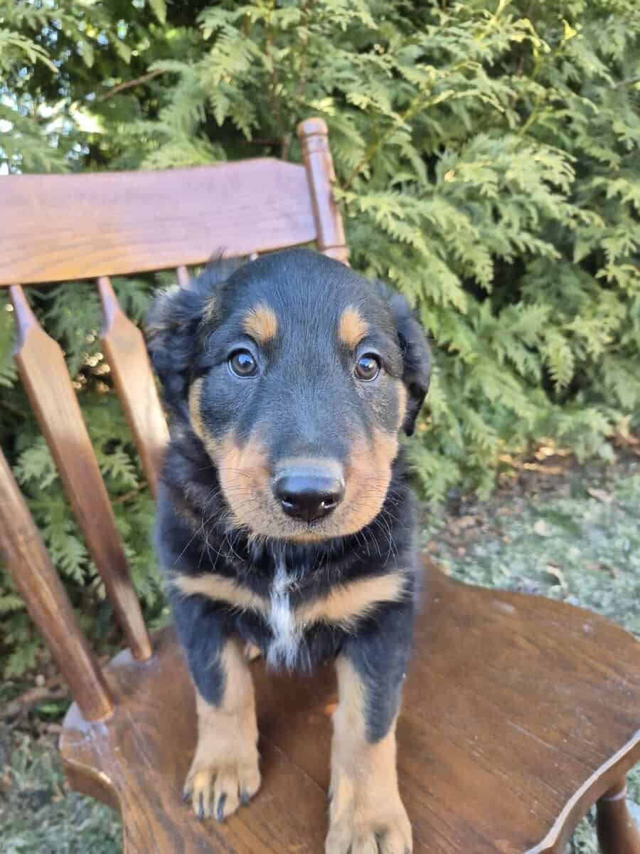 English Shepherd Puppy Finn image 1
