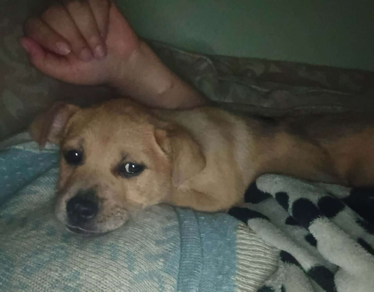 German Shepherd/pitbul image 3