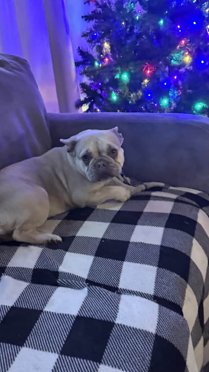 Akc Frenchie girl image 3