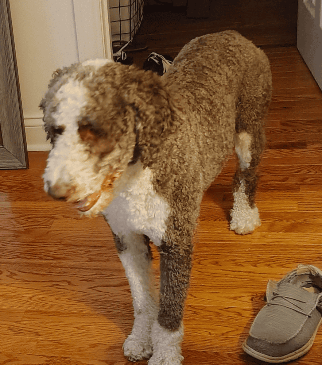 Aussidoodle image 1