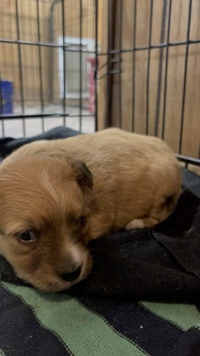Chipoo pup in need of a loving home image 4