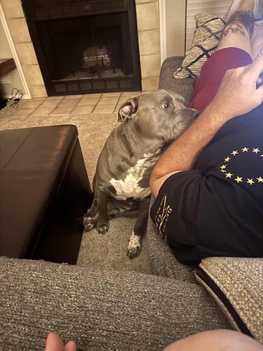 Loving American Bully image 3