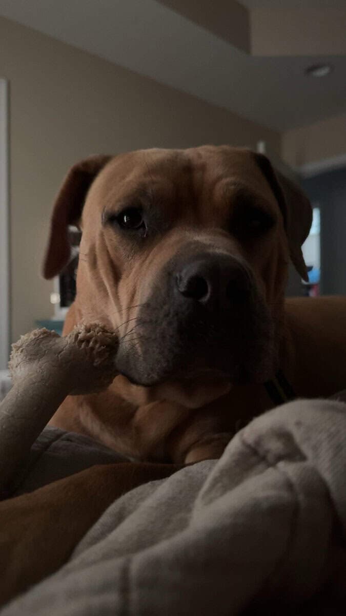 Dog for Rehome image 7