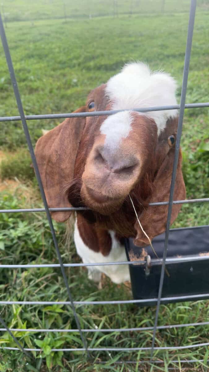 Boer goat image 1