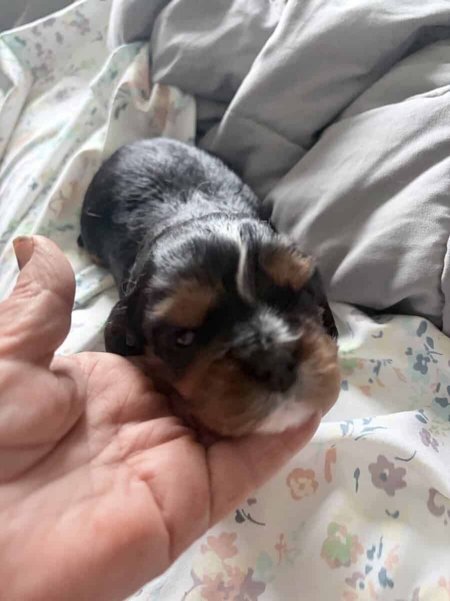 Puppies image 5