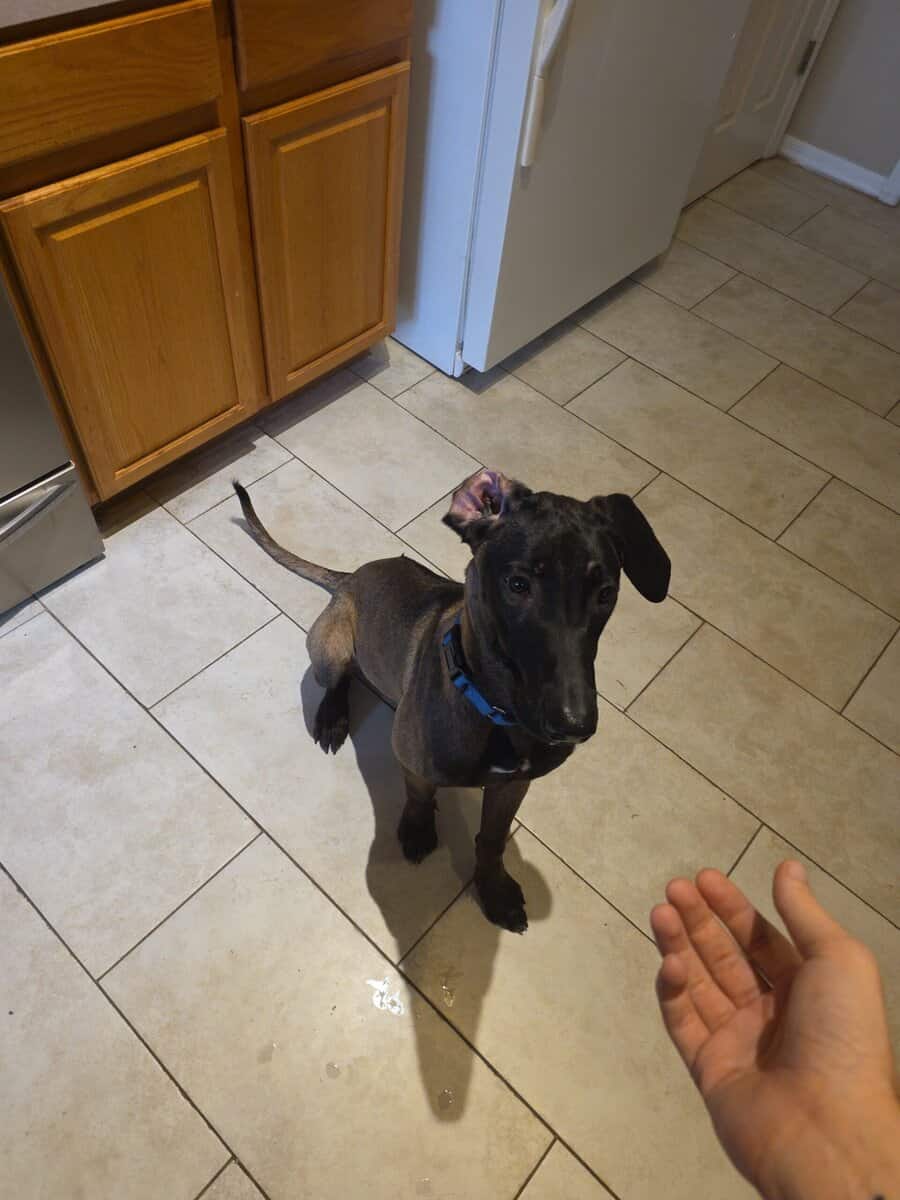 Malinois ridgeback image 1