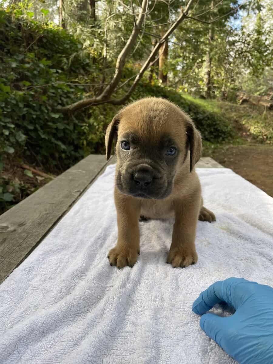 Cane Corso Litter for Sale image 8