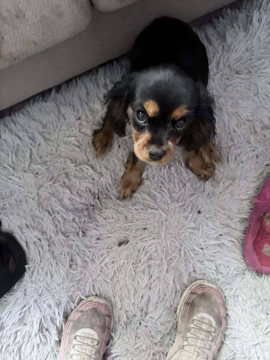 Puppies image 3