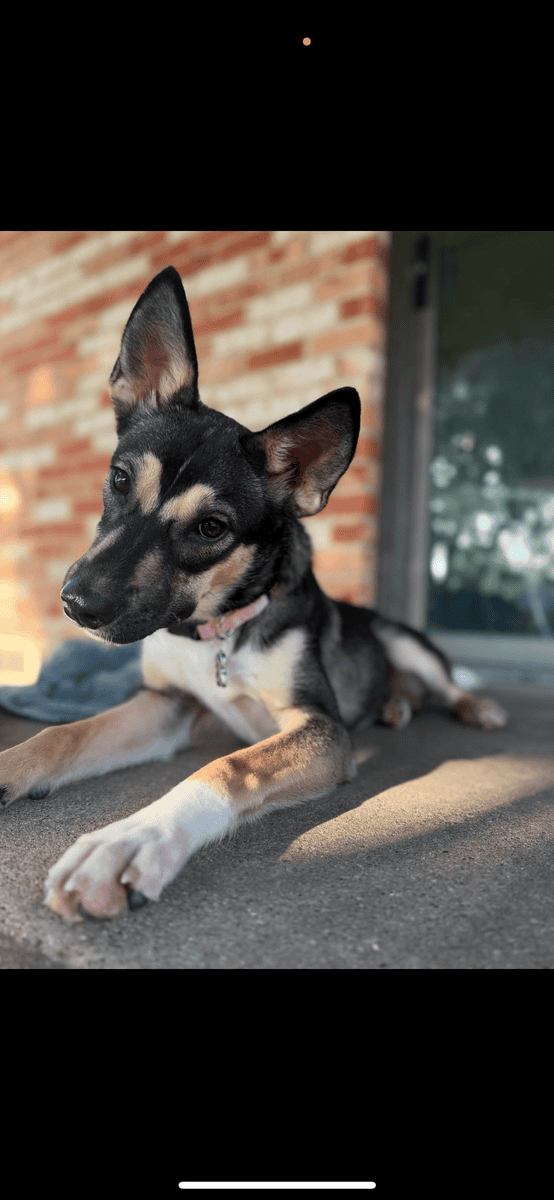 1.5 year old Shepherd/Husky mix. 40 pounds. image 2
