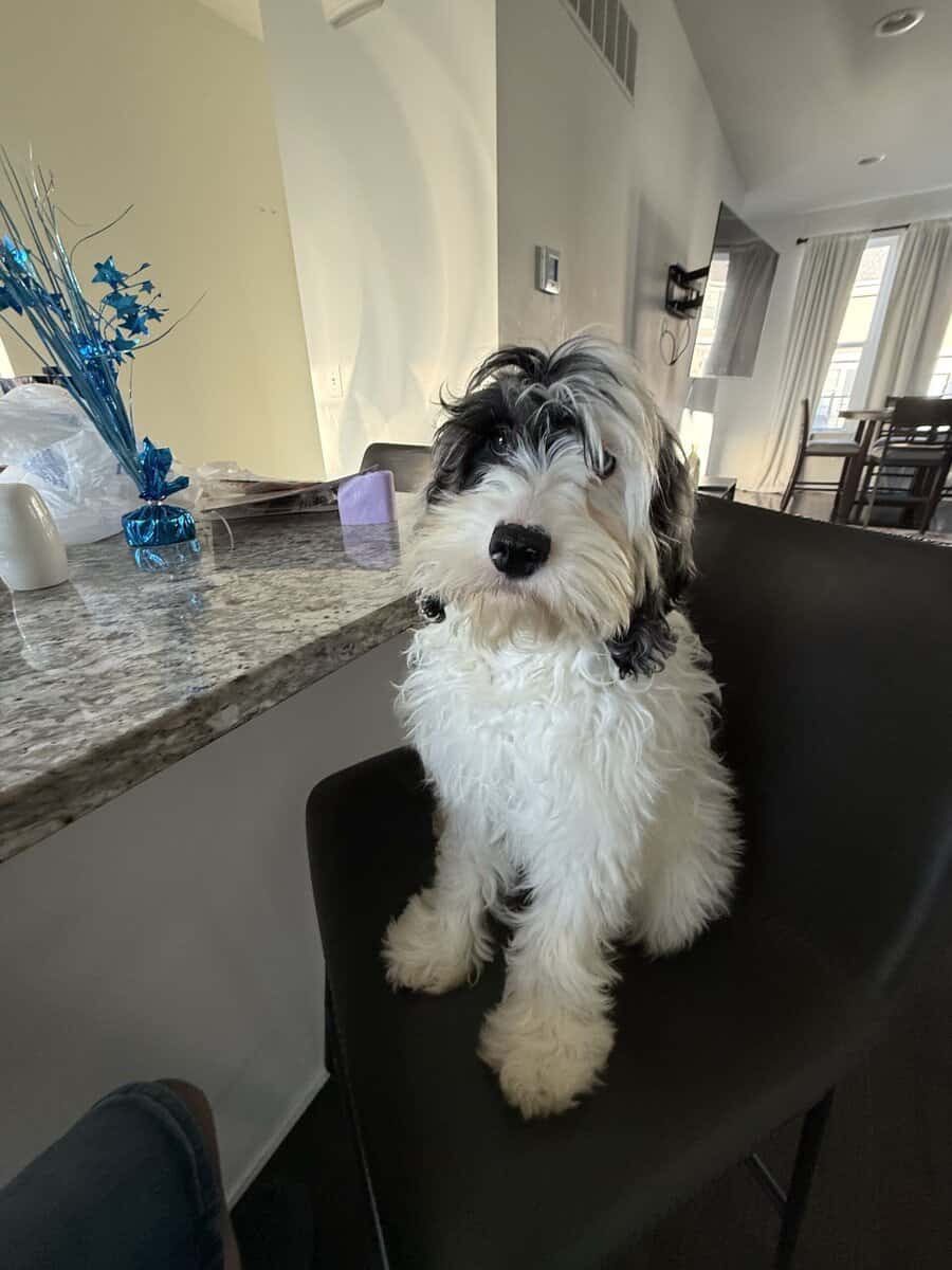 Moxzii is a Cockapoo girl puppy image 7