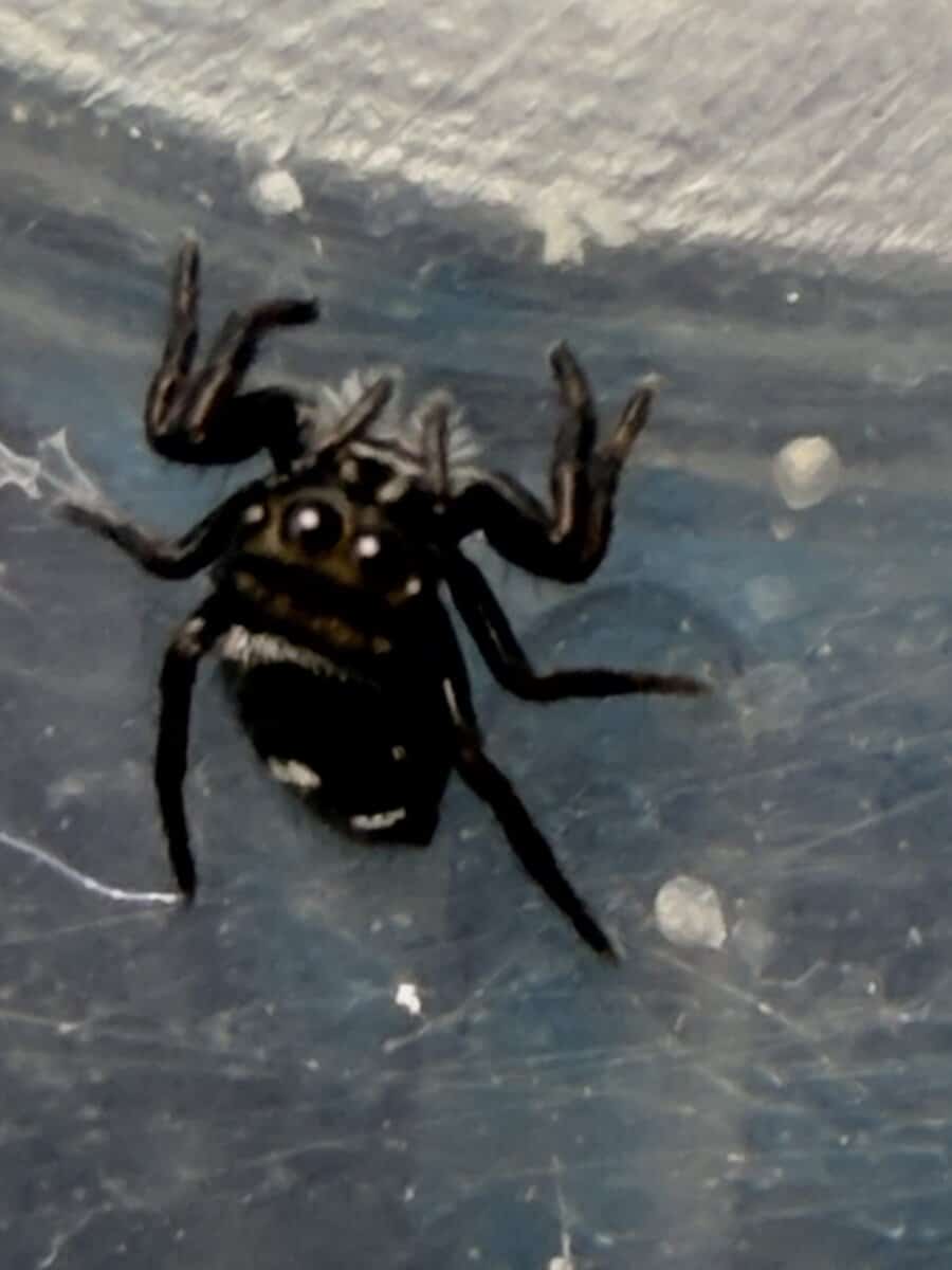 Regal Jumping Spider Slings image 11