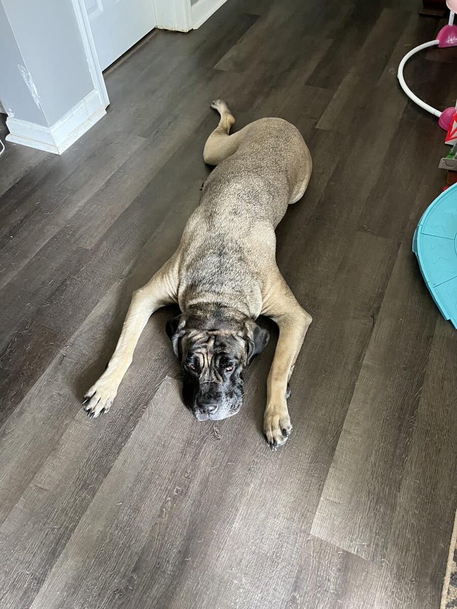 Bella image 2