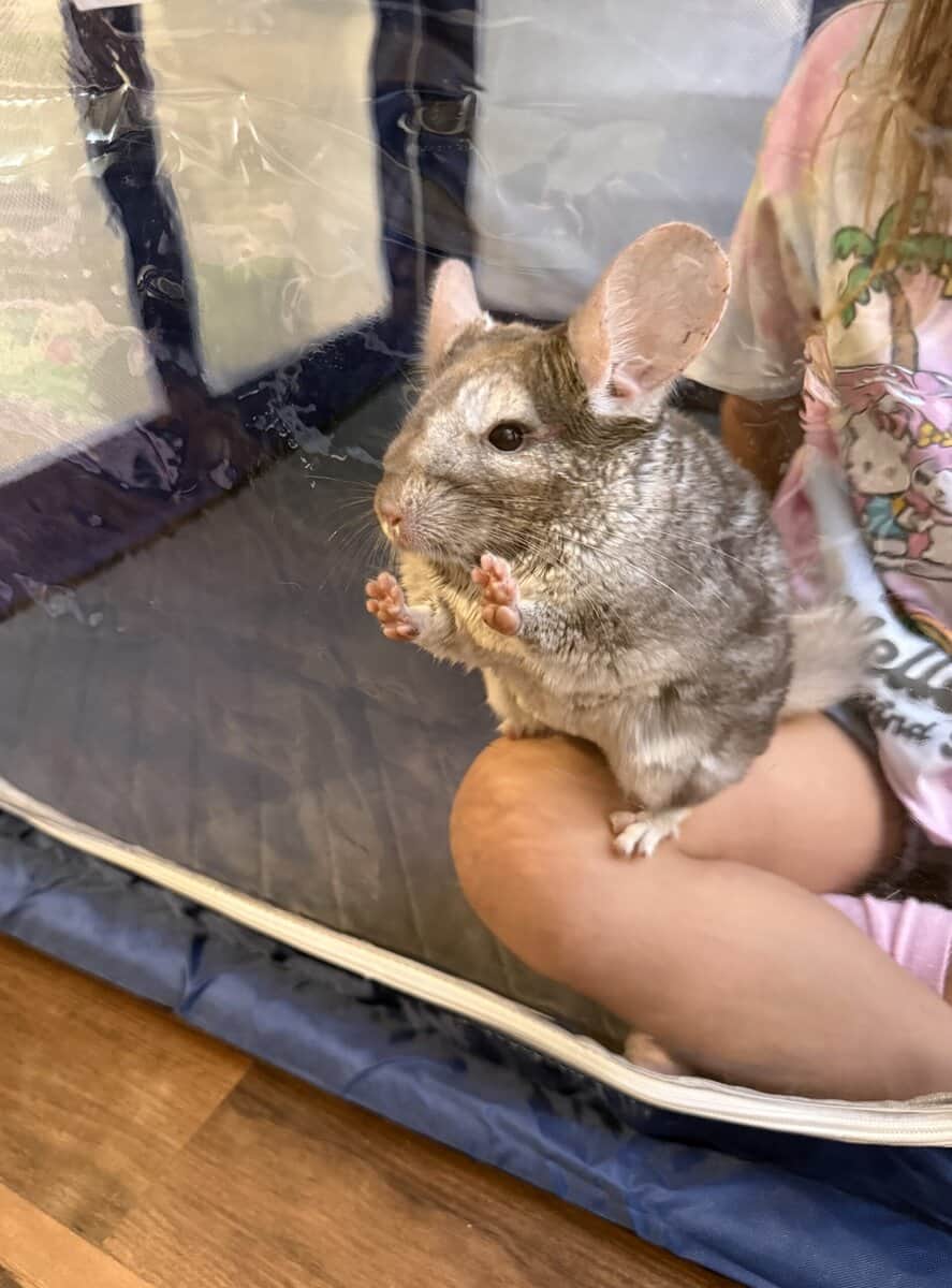 Female chinchilla w/ Full Set up image 1