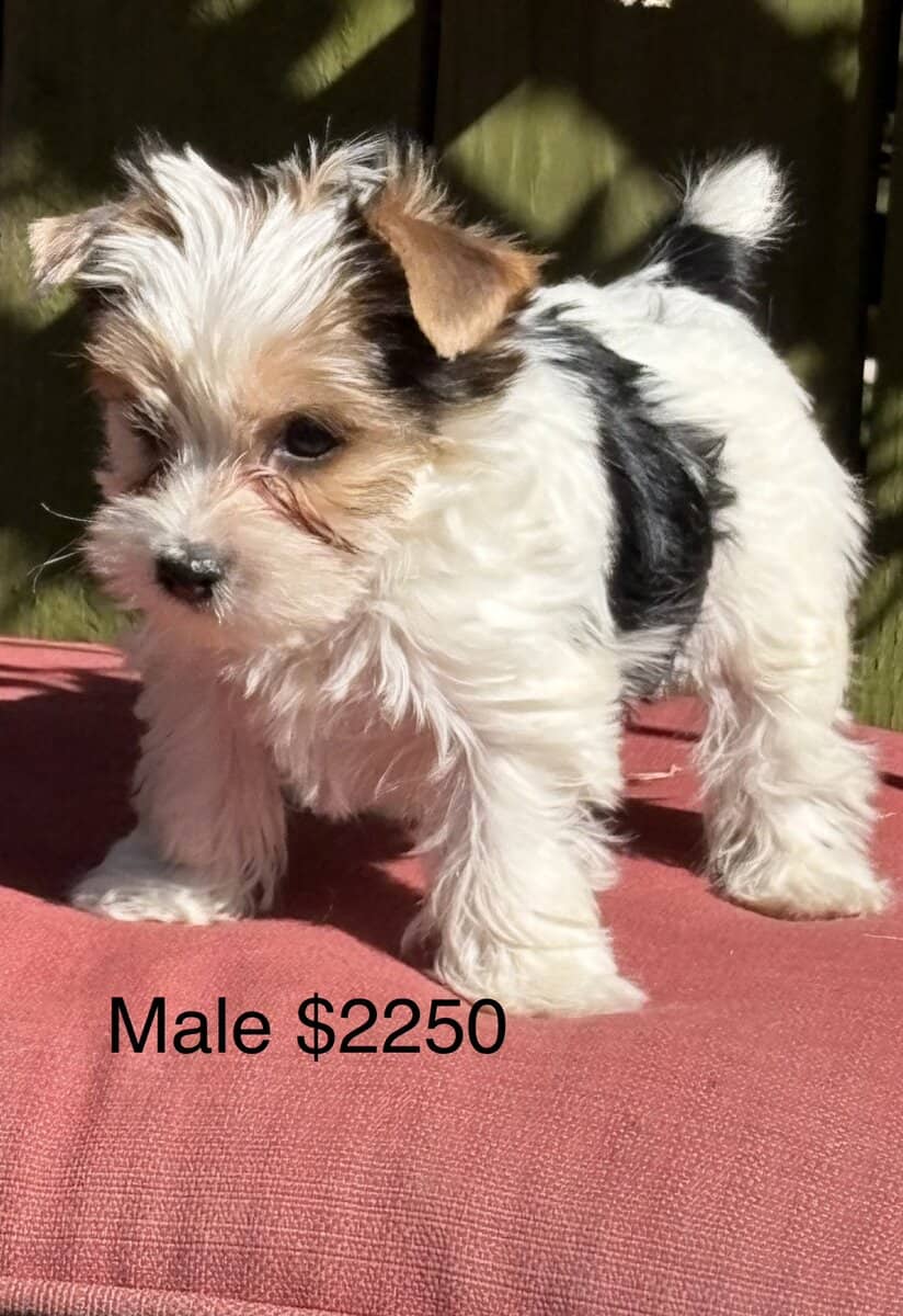 Earl is the smallest of the pack image 1