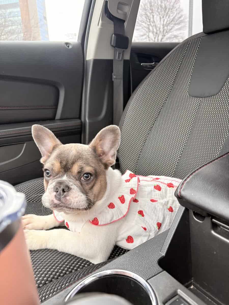 French Puppy Bulldog image 5
