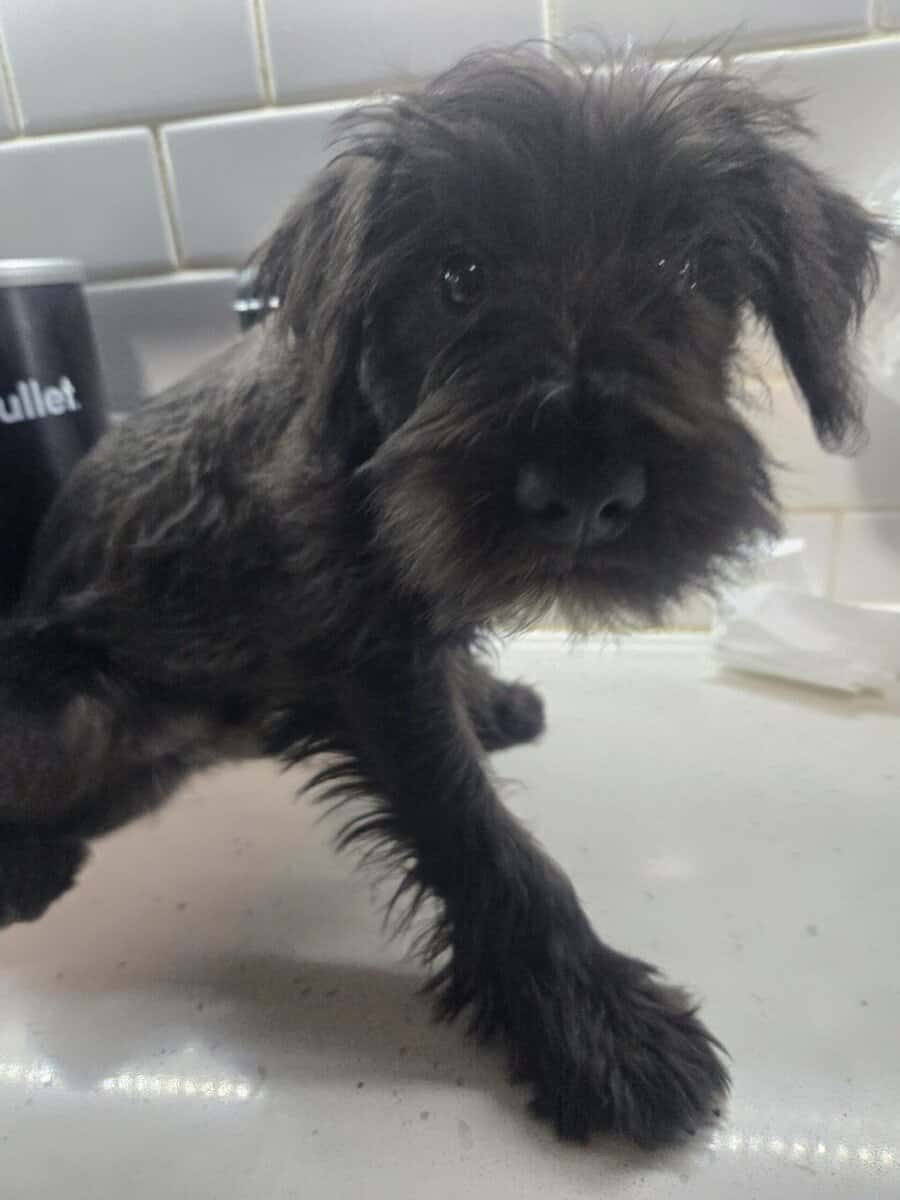 MINI SCHNAUZERS image 2