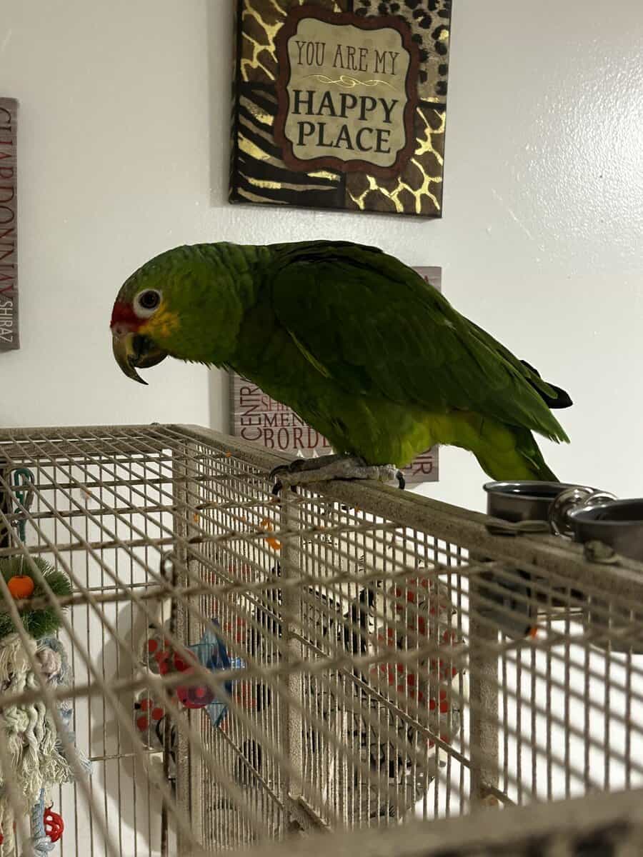 Red Lored Parrot image 4