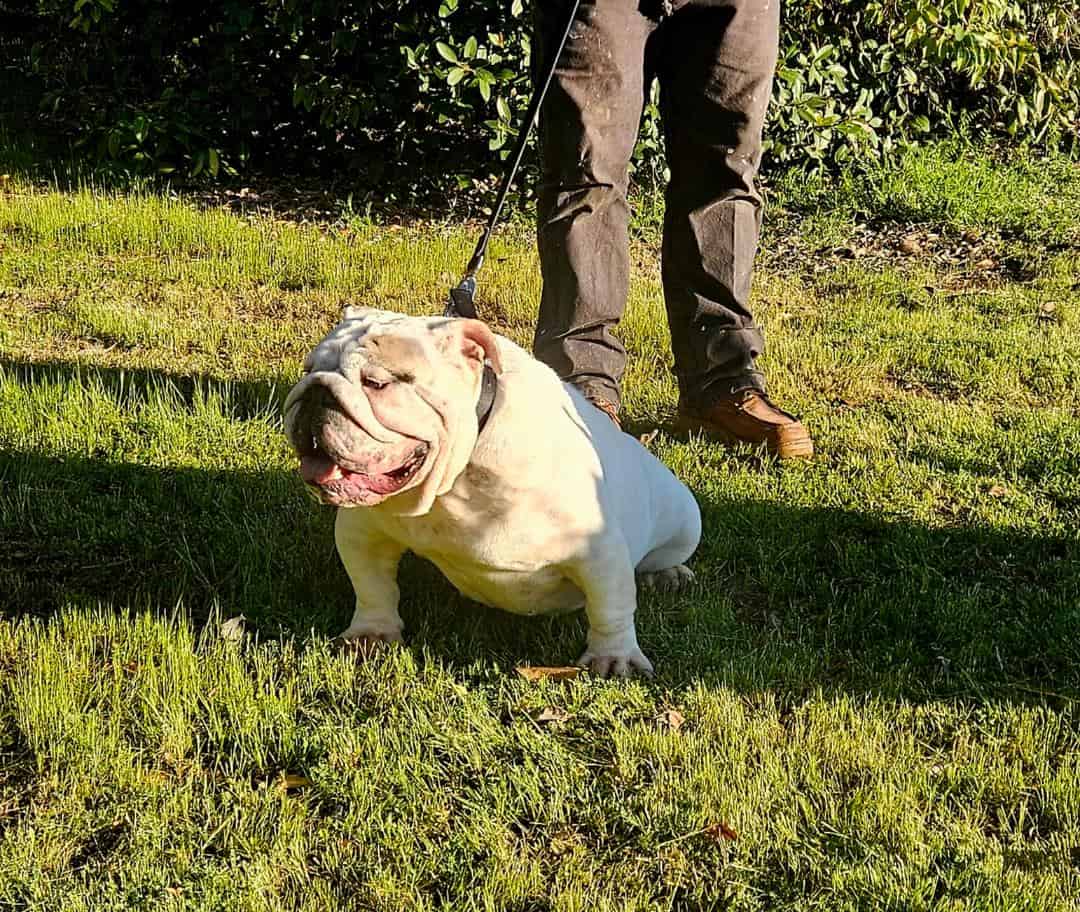 English Bulldog Female Adult image 6