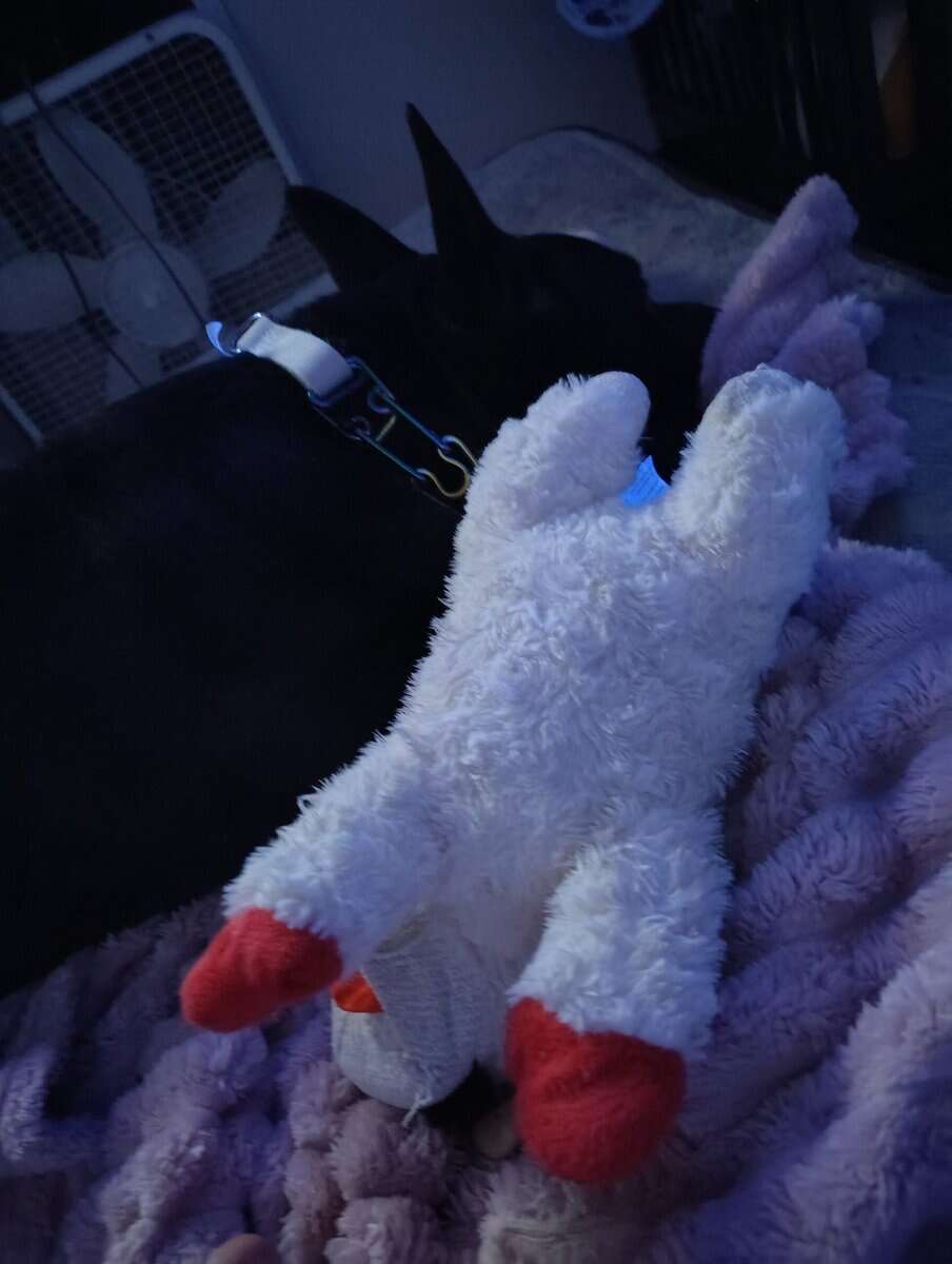 My dog Max image 2