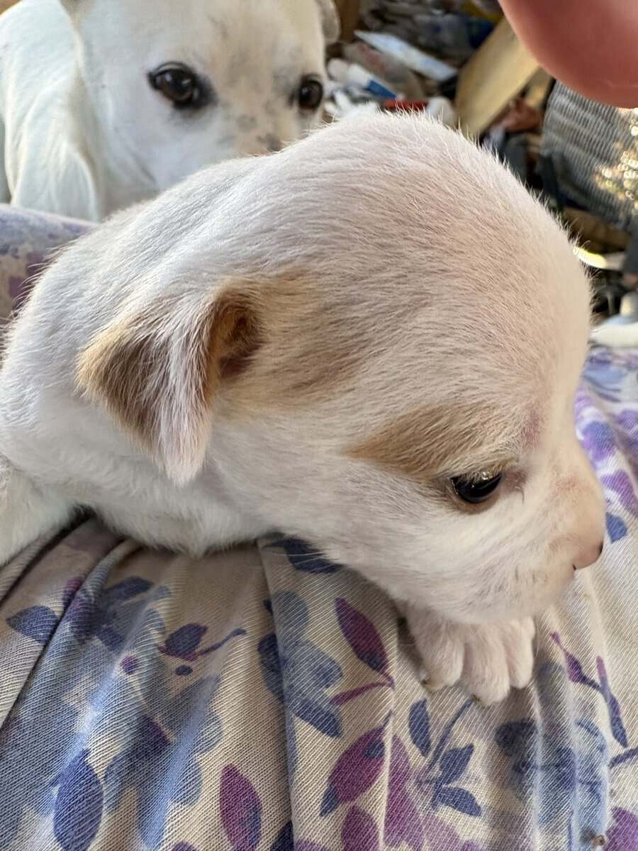 Heeler corgi mix pupies image 10