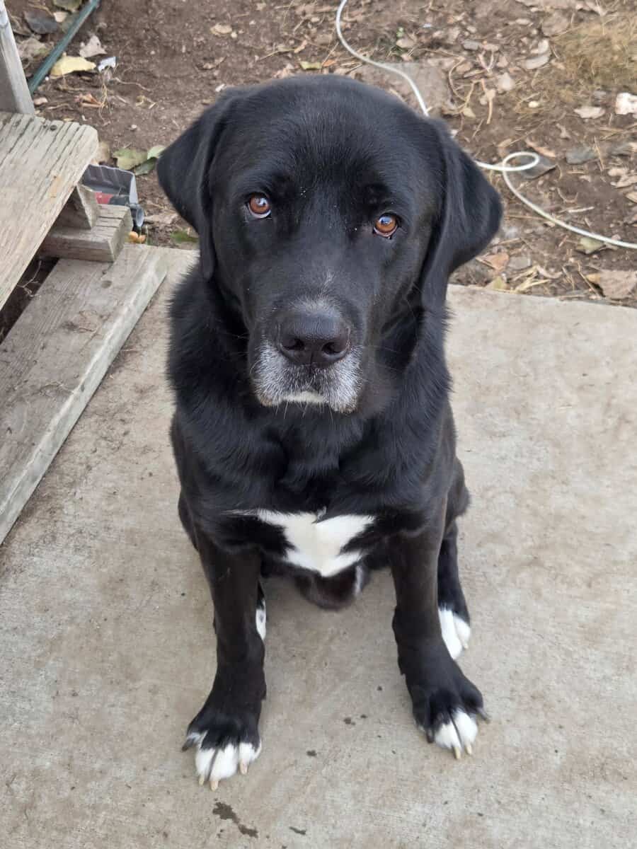 "Buck" 2 yr Old Labrador/Saint Bernard image 2