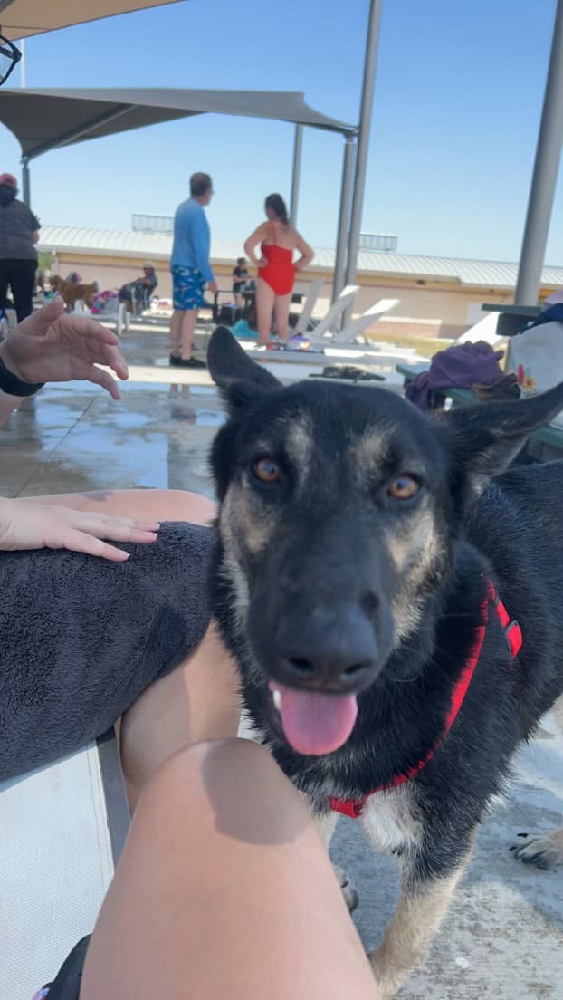 Perfect Family Dog Seeking Forever Home ❤️ image 1