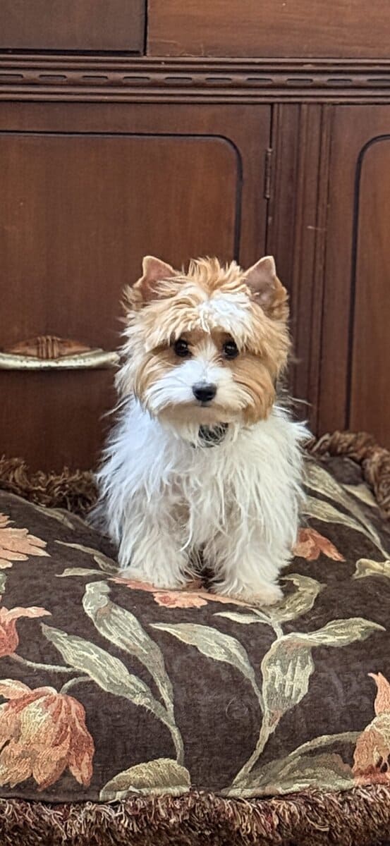 Betty White is an eight month old Parti colored Yo image 2