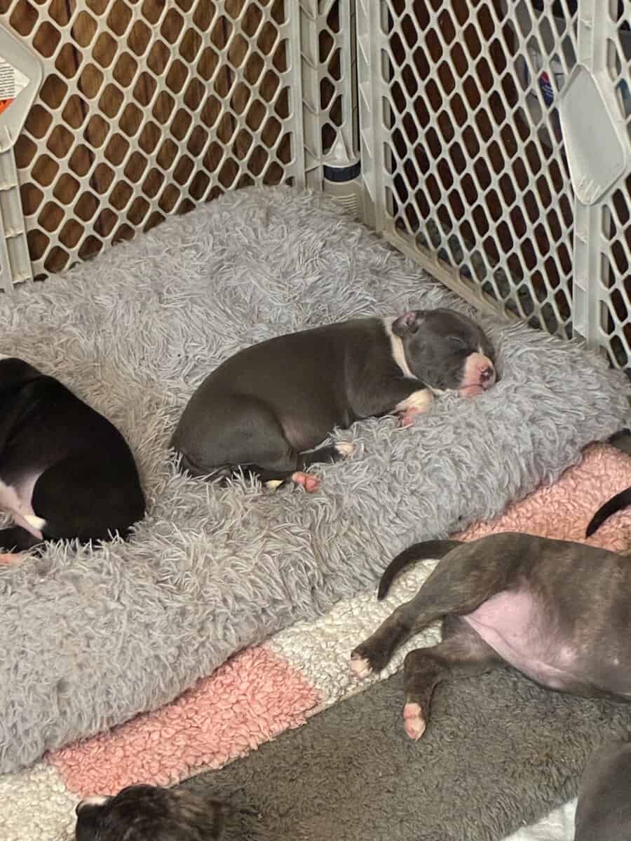 Pitbull puppies image 3