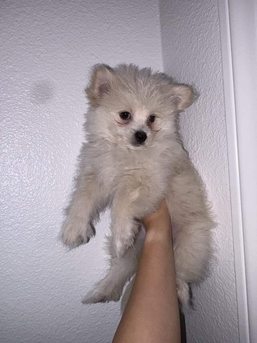 Puppy for sale image 2